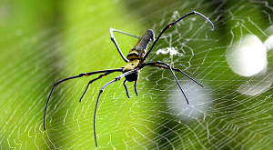 Nephila maculata