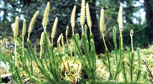 Lycopodium clavatum