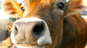 Вину за смог в Калифорнии переложили с машин на коров