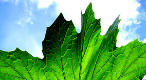 Копирующие рельеф листьев фотоэлементы дают больше энергии