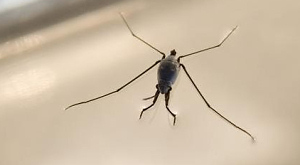Halobates sericeus