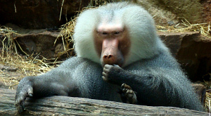 бабуин