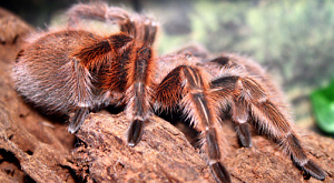 Grammostola rosea
