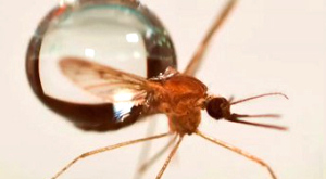 Прояснена тайна полета комаров во время дождя