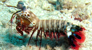 Odontodactylus scyllarus