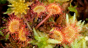 Drosera rotundifolia