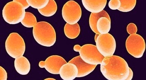 дрожжи Saccharomyces cerevisiae