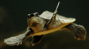современная двухкоготная черепаха Carettochelys insculpta, более всего похожая на древних Allaeochelys crassesculpta 