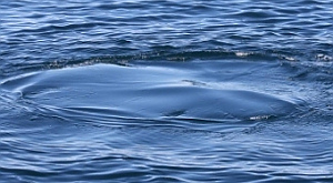 пятно от удара китовьего плавника