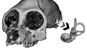 череп и ушной канал вымершей обезьяны Aegyptopithecus zeuxis