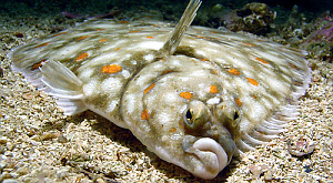 морская камбала