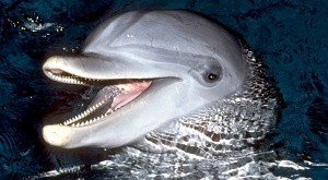 ДНК дельфинов раскрыла тайну эволюции их мозга