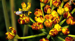 Thapsia garganica