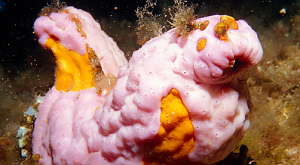 морская губка