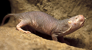 Heterocephalus glaber
