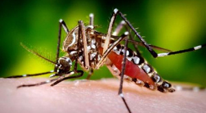 комар Aedes aegypti
