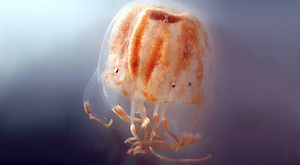 Медузы «придумали» мускулатуру независимо от всех остальных