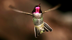 Calypte anna 
