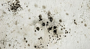 Титановые белила истребят грибок и плесень на стенах