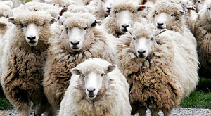 В случае опасности овцы сбиваются в стадо из эгоизма