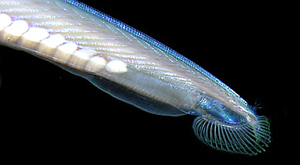 Branchiostoma lanceolatum