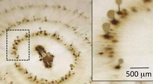 Stilbella aciculosa