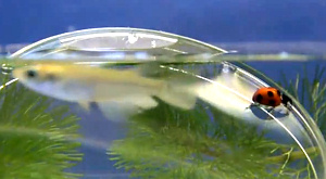 Жуки раскрыли секрет работающих под водой липучек