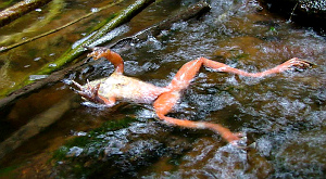 лягушка, погибшая от инфекции B. dendrobatidis