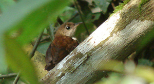крапивник Microcerculus philomela