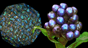 Pollia condensata 