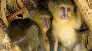 Cercopithecus lomamiensis