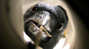 Новокаледонский ворон достает пищу из коробки при помощи палочки