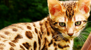Биологи нашли у кошек ген пятнистости