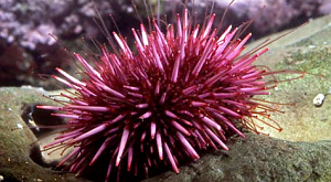 Strongylocentrotus purpuratus