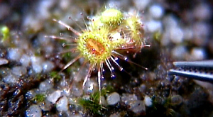 Drosera glanduligera 