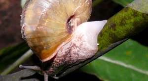 Satsuma caliginosa