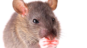 У мышей обнаружились способности к разучиванию мелодий