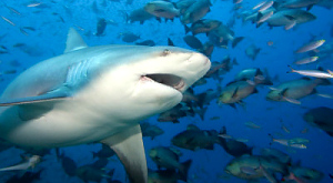 Carcharhinus leucas