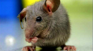 Молодая кровь улучшила память пожилых мышей