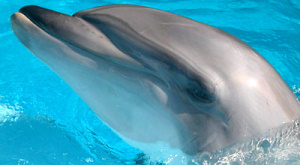 Дельфины сканируют окружающее пространство даже во сне