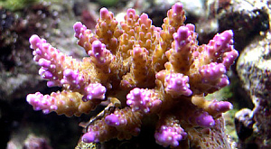 кораллы Acropora