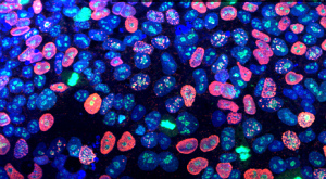окрашенные индуцированные стволовые клетки