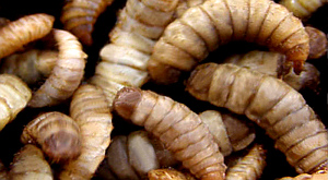 личинки Hermetia illucens
