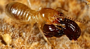 Eocorythoderus incredibilis 