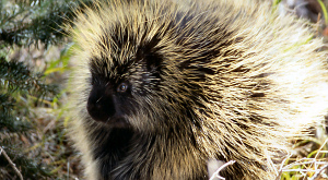 дикобраз Erethizon dorsatum