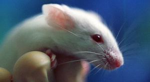Иммунотерапия вылечила рак мозга у мышей