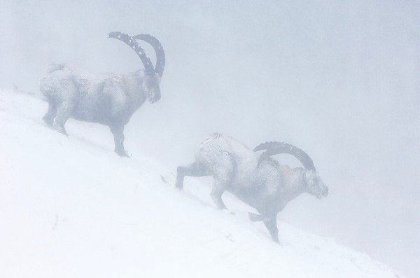European Wildlife Photographer 2010