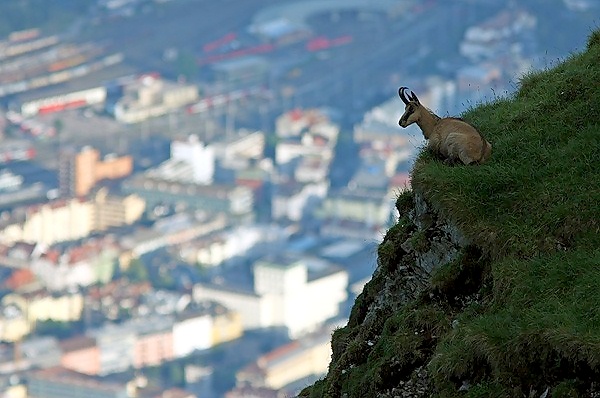 European Wildlife Photographer 2010
