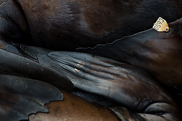 European Wildlife Photographer 2010
