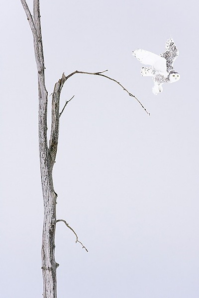 European Wildlife Photographer 2010